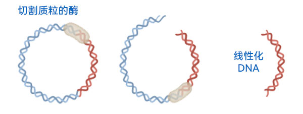 质粒DNA的线性化