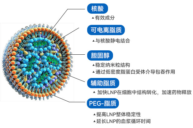 LNP结构