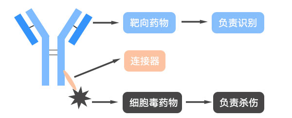 ADC药物治疗示意图